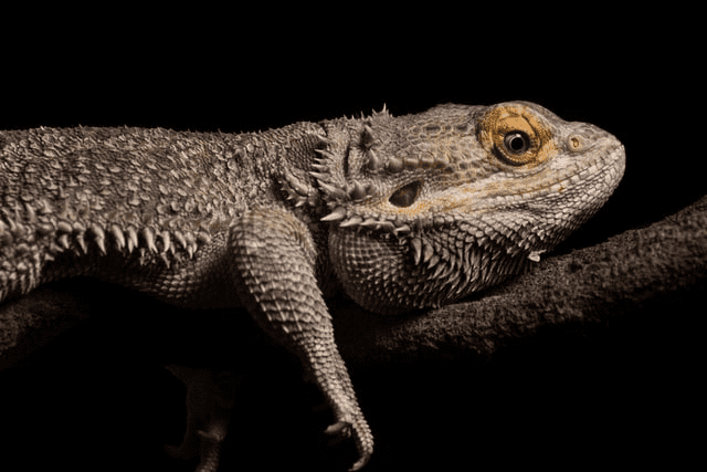 Bearded Dragon