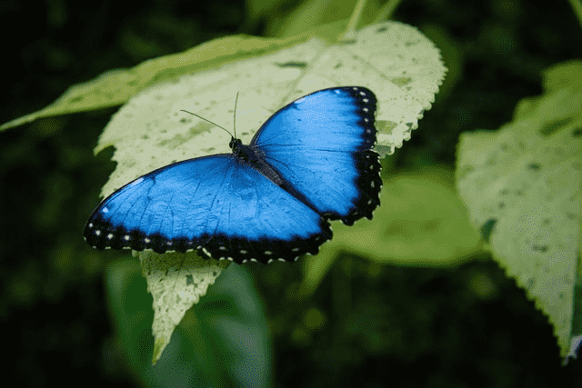 Blue Butterfly