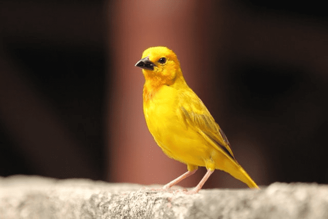 Did You Dream About… a Yellow Bird