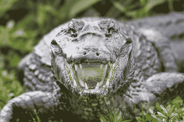 Did You Dream About… an Alligator Attack