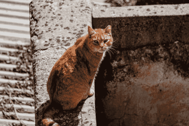 Did You Dream About… Abandoned Kittens