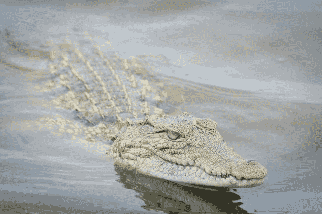 Did You Dream About… Alligator in the Water