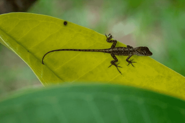 Did You Dream About… Baby Lizards