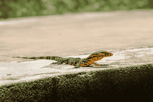 Did You Dream About… Lizards Crawling