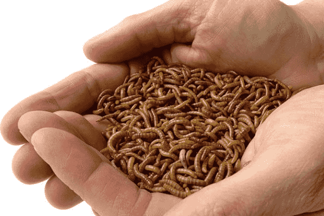 Did You Dream About… Lots of Worms or One Worm