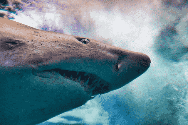 Did You Dream About… Seeing Shark Teeth