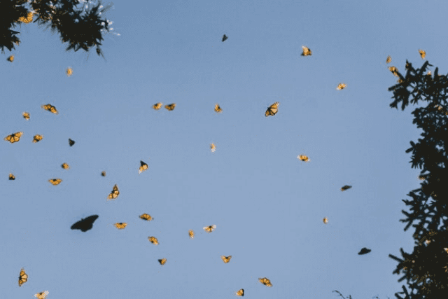 Did You Dream About… Seeing a Butterfly Flying