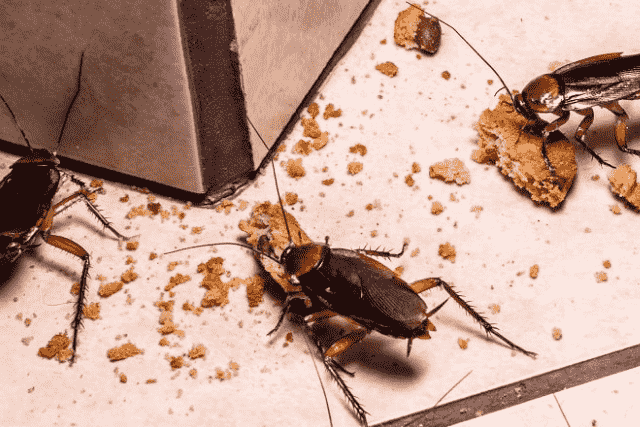 Did You Dream About… a Cockroach Attacking