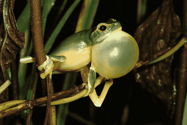 Did You Dream About… a Croaking Frog