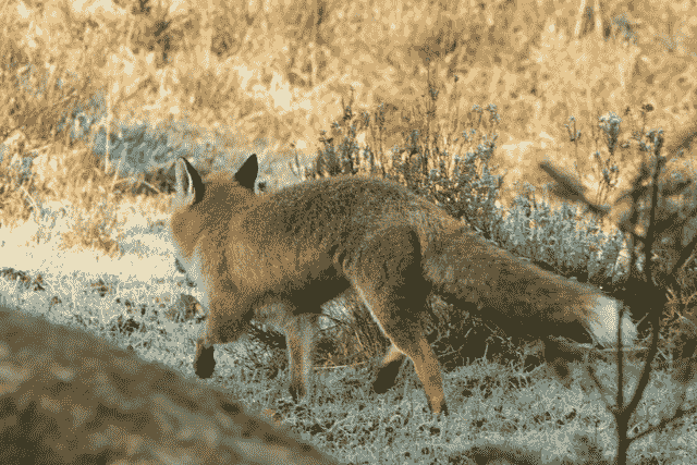 Did You Dream About… a Fox Running Away