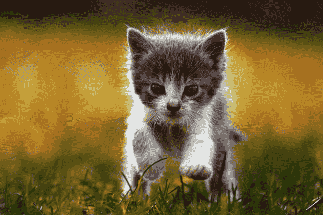 Did You Dream About… a Kitten Running