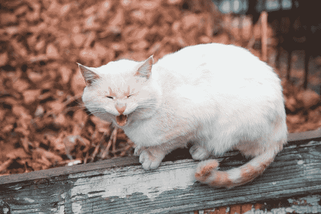 Did You Dream About… a Kitten Screaming