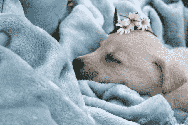 Did You Dream About… a Sleeping Puppy