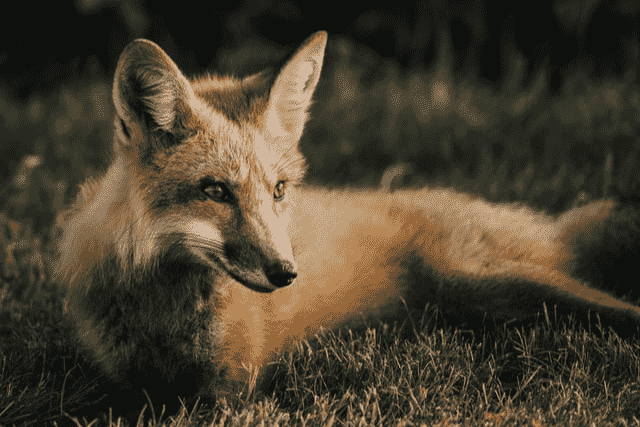 Did You Dream About… a Tame Fox