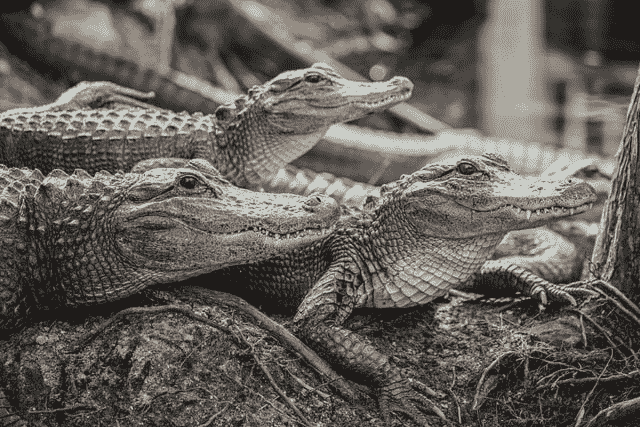 Did You Dream About… an Alligator in the Zoo