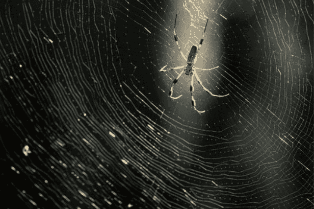 Did You Dream of… A Spider Weaving Its Web