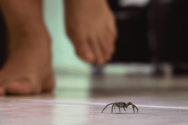 Did You Dream of… Killing a Spider