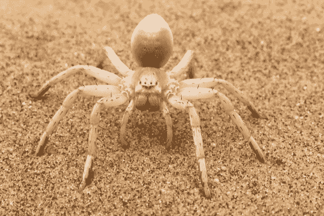 Did You Dream of… A White Spider