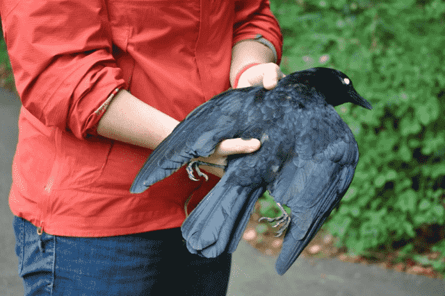 Did You… Dream About Catching a Crow