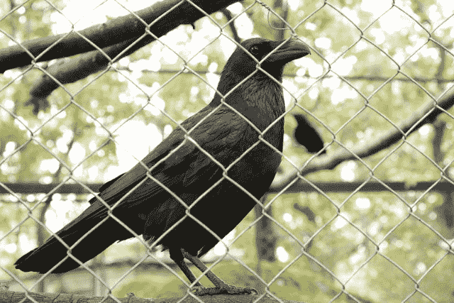Did You… Dream About a Crow Locked in a Cage