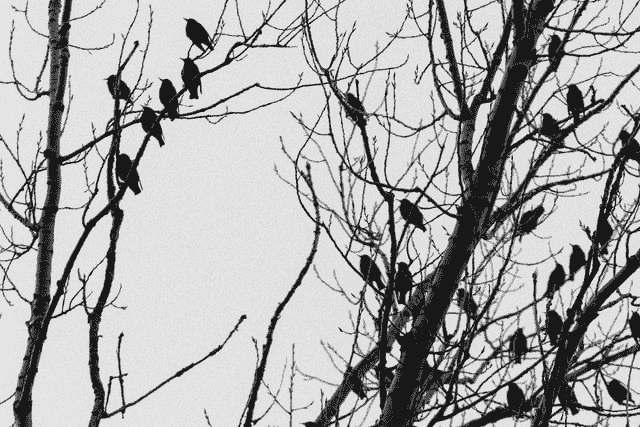 Did You… Dream About a Flock of Crows