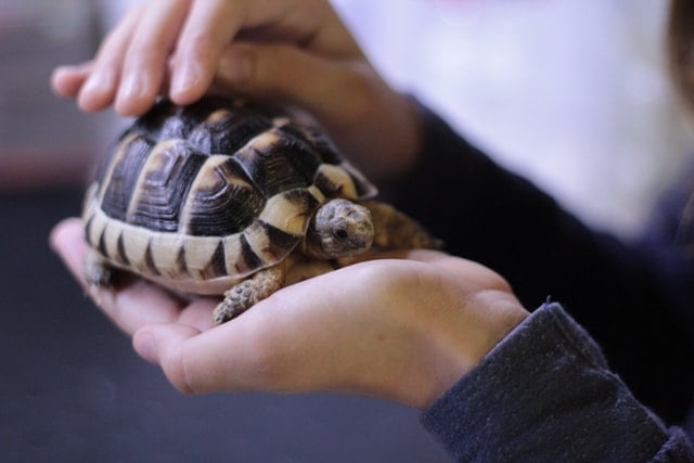 Dream of a Pet Turtle