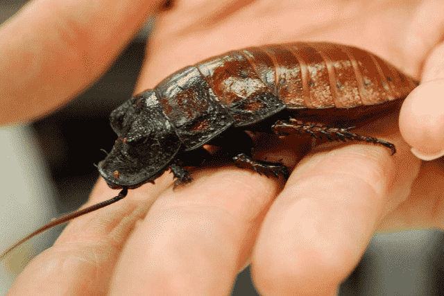 Giant Cockroaches