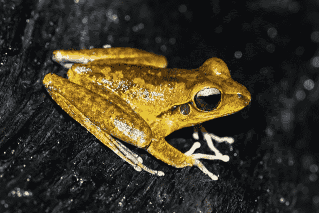 Golden Frog