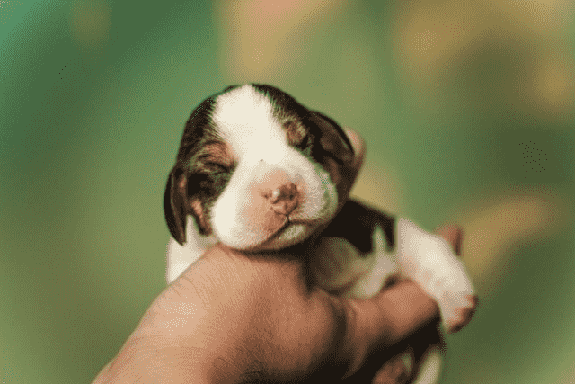 Newborn Puppy