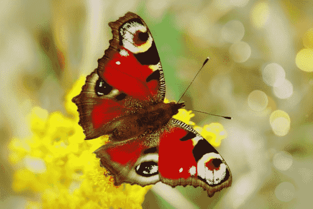 Red Butterfly