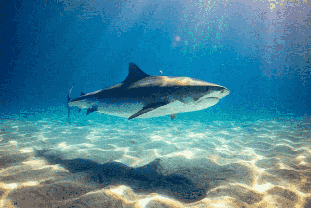 Tiger Shark