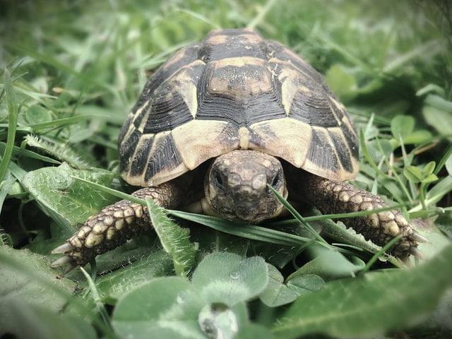 Turtle