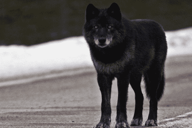 What Does a… Dream about a Black Wolf Show