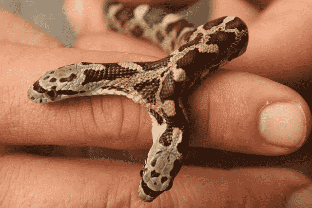 What Does… Dreaming of Two-Headed Snakes Mean