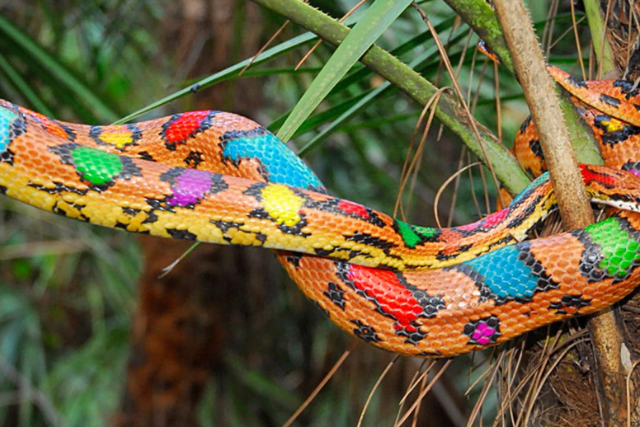 What Do… Different Coloured Snakes Mean