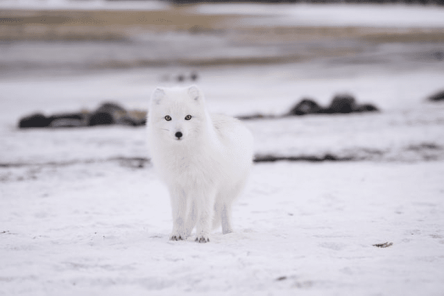 White Fox