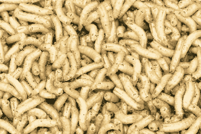 White Worms