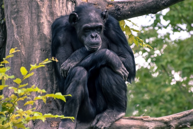 Big Monkey
