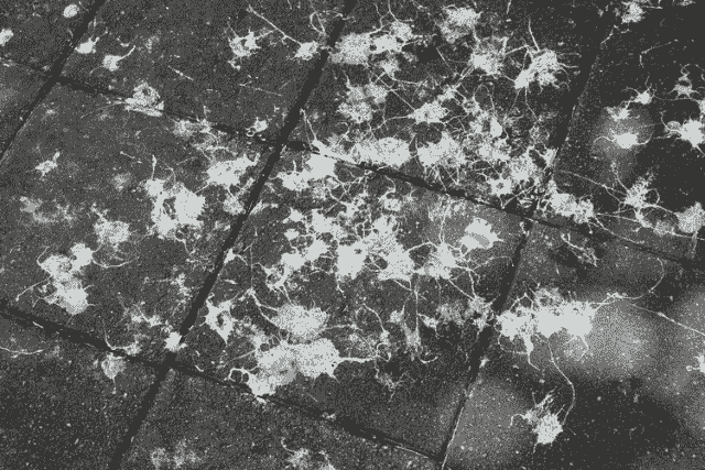 Bird Poop
