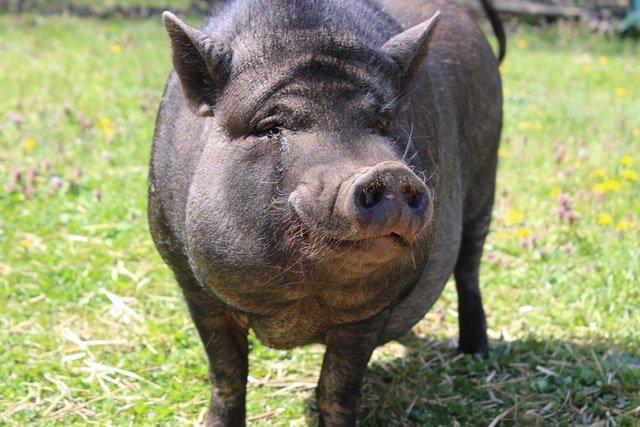 Black Pig