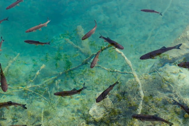 Did You Dream About… Fish Swimming in Clear Water