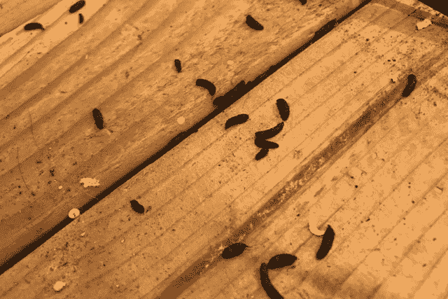 Did You Dream About… Mouse Droppings