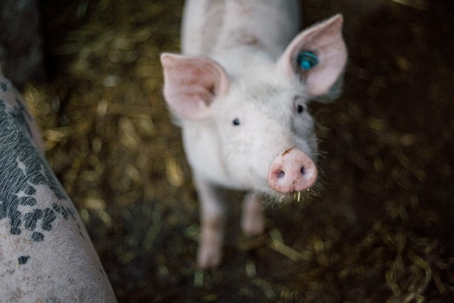 Did You Dream About… a Pet Pig