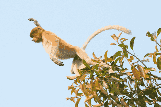 Did You… Dream About a Monkey Jumping