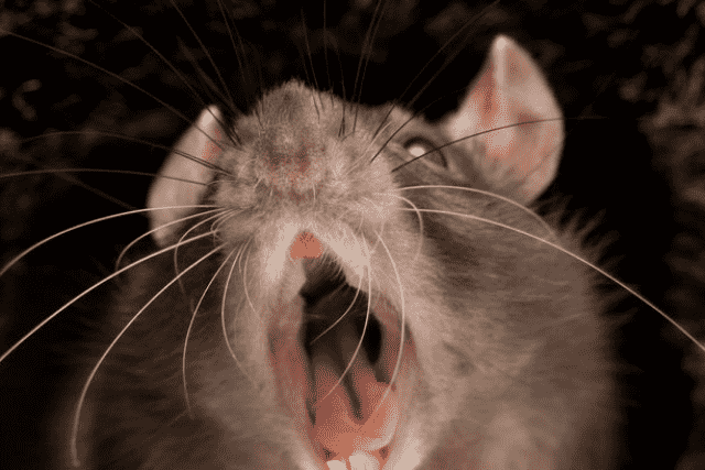 Did You… Dream about a Rat Biting You