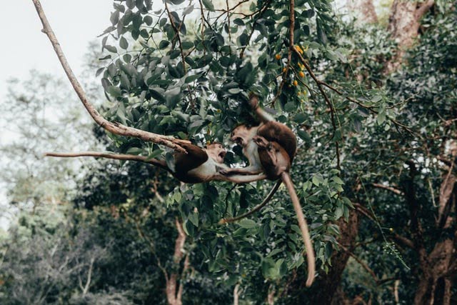 Did You… Dream of Monkeys Fighting