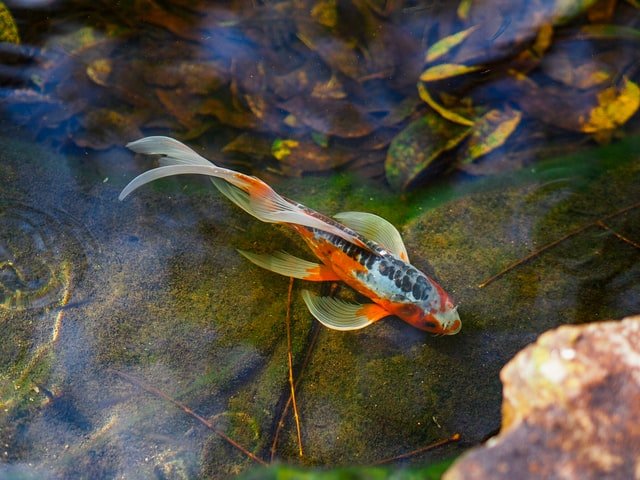 Koi Fish