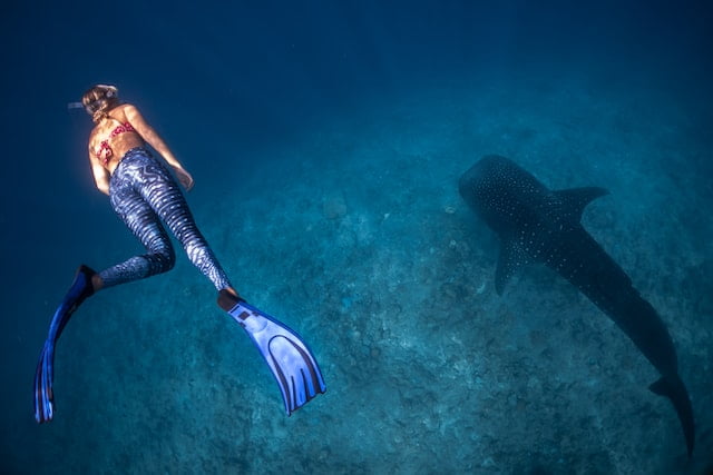 Did You Dream About… Swimming with Whales