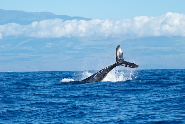 Did You Dream About… Whales Swimming