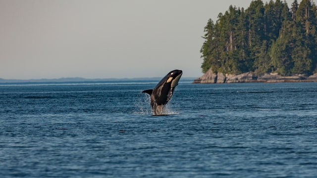 Did You Dream About… a Jumping Whale
